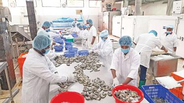 shrimp-exports-1.jpg