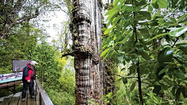 oldest tree in the world