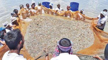 The environmental and social injustices of shrimp aquaculture