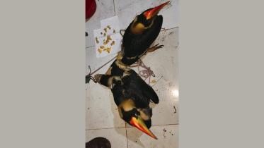 hornbill.jpg