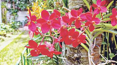 Fascinating orchids.jpg