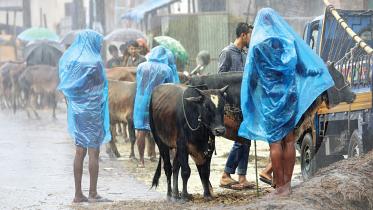 rain-drops-cattle-price.jpg
