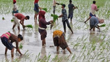 india_rice_acres.jpg