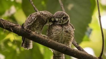 spotted-owlet_national_botanical_garden_mohammad_ridwanur_rahman_10.jpg