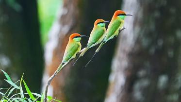 Asian green bee-eaters