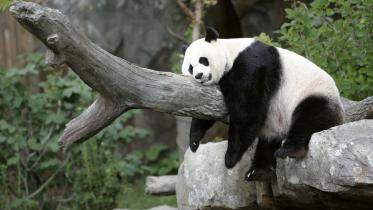 panda.jpg