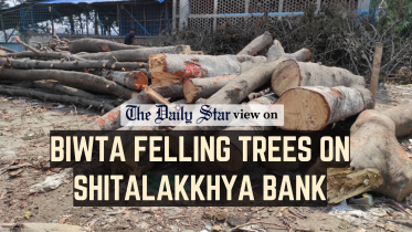 50 trees on the banks of the Shitalakkhya River
