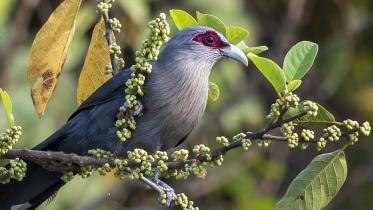 green-billed_malkoha_satchori_national_park_ridwanur_rahman.jpg