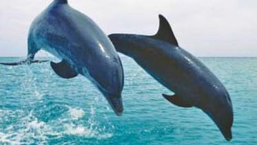 dolphin-sanctuary.jpg
