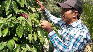 coffee-cultivation.jpg