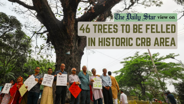 46 trees to be felled in historic crb area