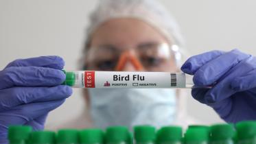 bird_flu.jpg