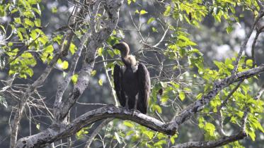 vulture-day-1.jpg