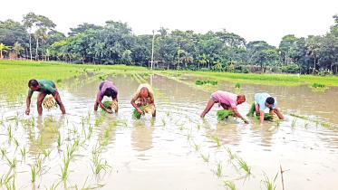 Bangladesh may miss Aman rice cultivation target