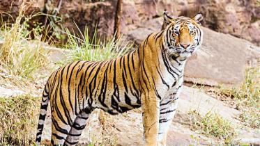 tiger.jpg
