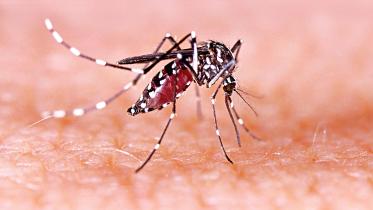 mosquito.jpg