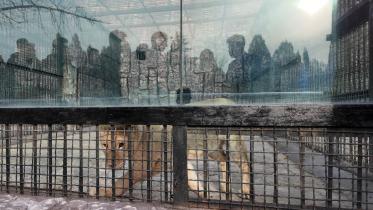 afp_20241120_36mw9wl_v1_preview_russiankoreadiplomacyanimals.jpg