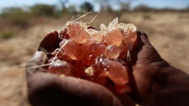 gum_arabic_reuters.jpg