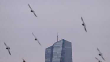 birds.jpg