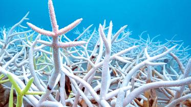 colourful-reefs.jpg