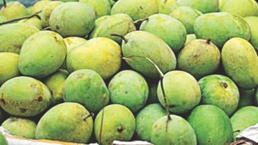mango-harvest.jpg