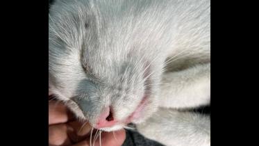 cat-injured
