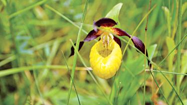 ladys-slipper-orchid.jpg