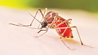 rising dengue cases in Bangladesh