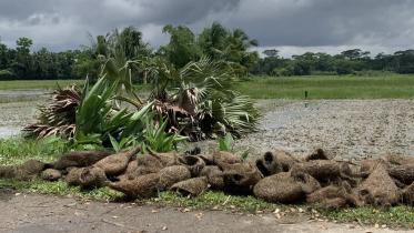 babui-weaver-nests