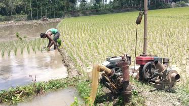 rangpur_aman_farming-01.jpg