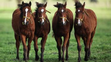 gene-edited_horses.jpg