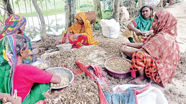 Peanut farming Bangladesh Peanut farming Bangladesh