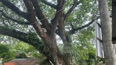 150yr-tree.jpg
