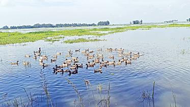 chalan-beel-1.jpg