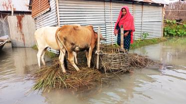 lalmonirhat_flood_teesta-02.jpg