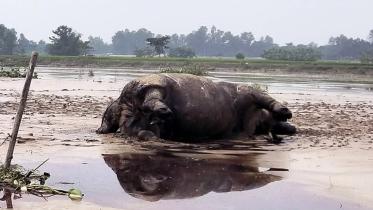 kurigram_dead_animal-01.jpg