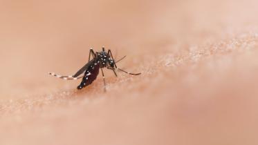 Dengue Mosquito 