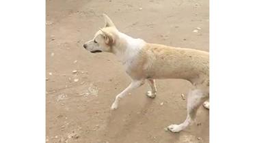 Dog.jpg