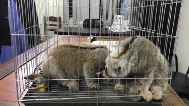 Wild animal-arrest.jpg