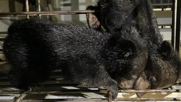 two bear cubs of an endangered species rescused in bandarban_1.jpg