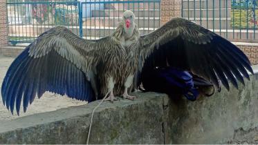 Rangpur vultures rescue _0e1f.jpg