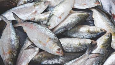 Barishal Hilsa supply.jpg
