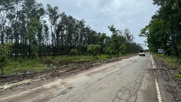 Jhau forest being rapidly destroyed along Coxs Bazar marine drive_a149.jpg