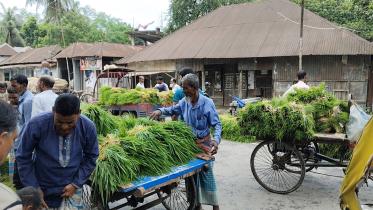 Rajbari paddy Sapling _2a6f.jpg