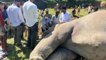 Wild elephant dies in Ukhiya electrocution suspected.jpg
