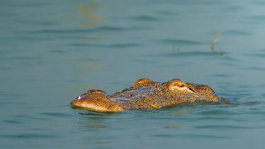 wildlife-crocodile