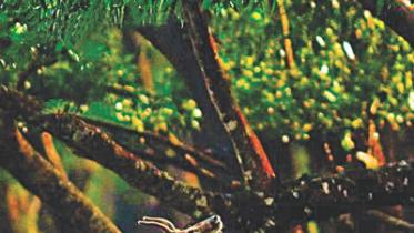 sundarbans beauty 1.jpg