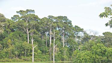 the_environmental_sacrifice