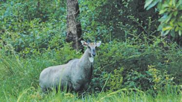 Nilgai