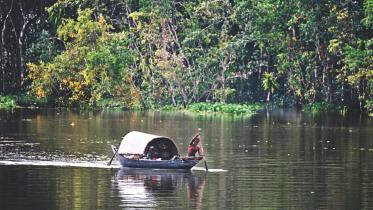 Sundarbans mangrove forest
